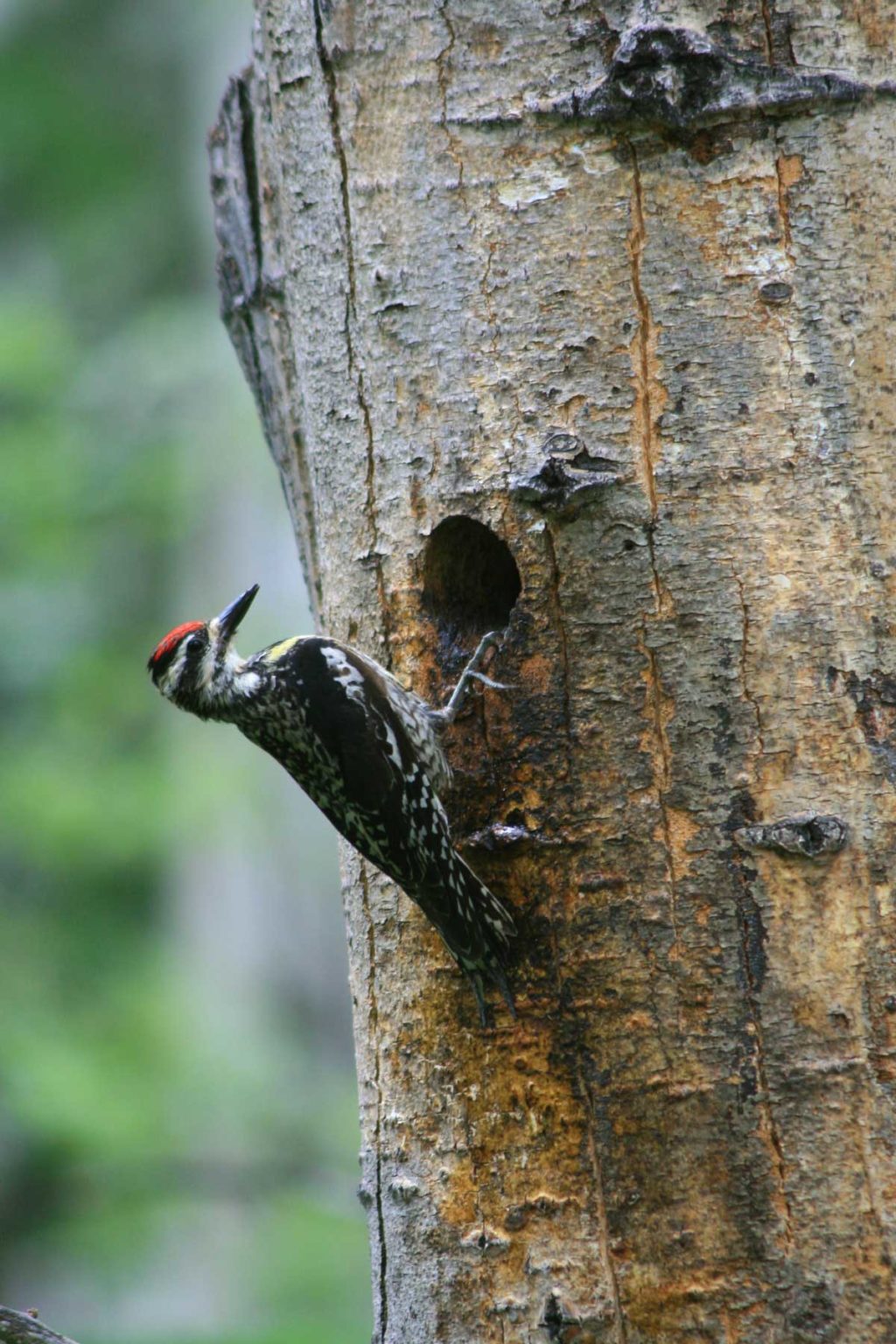 BAM PartnersSponsors Woodpecker