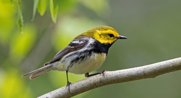 BAM Projects BorealLandbirdMonitoring YellowWarbler
