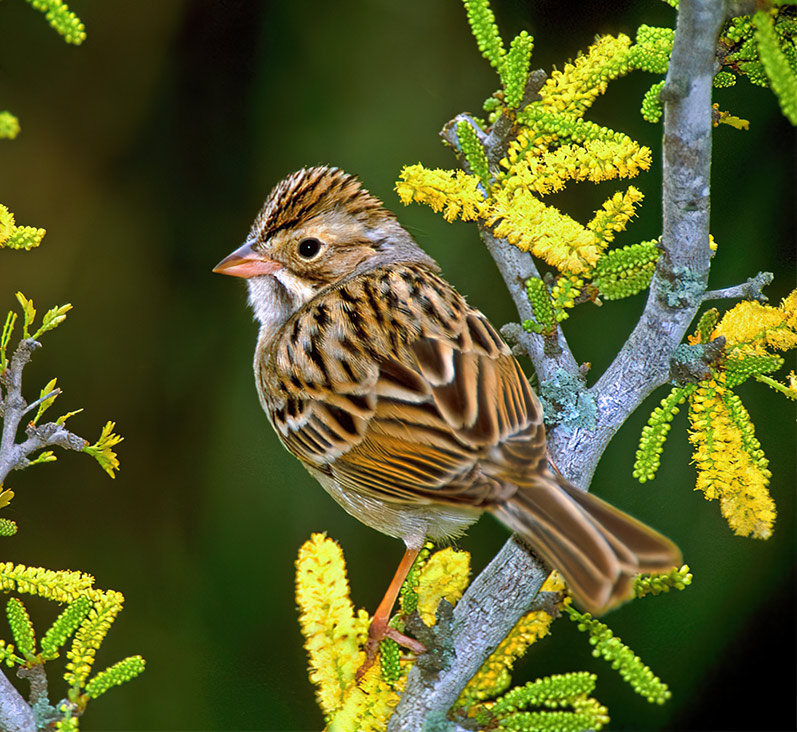 American Sparrow On Branch